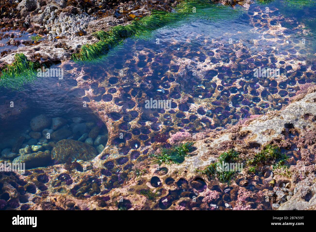 Gezeitenpool Seeigel. Tidepools mit violetten Seeigel am Botanischen Strand in der Nähe von Port Renfrew BC. Stockfoto
