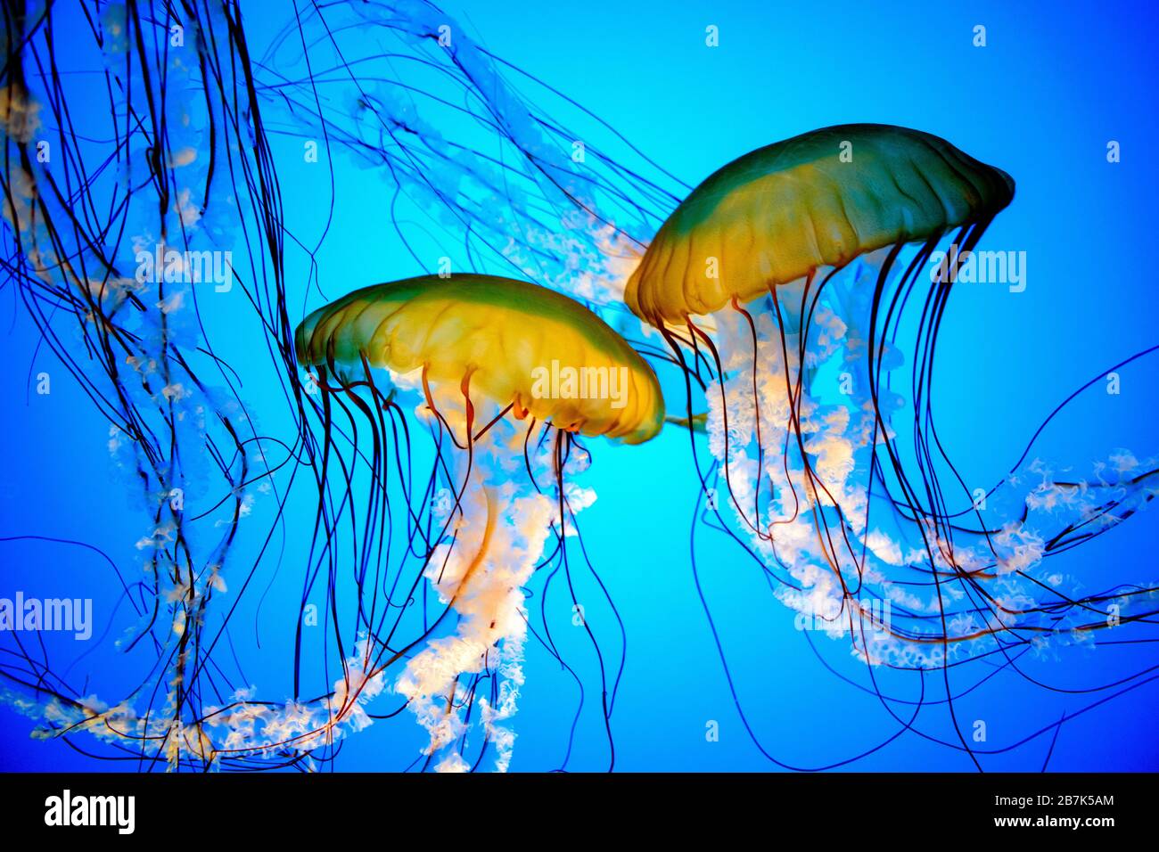 BALTIMORE, Maryland – Nahaufnahme von Quallen, die vor einem hellblauen Hintergrund schwimmen, mit Hintergrundbeleuchtung, die hilft, durch die Quallen zu sehen. Aufgenommen im Baltimore Aquarium in Inner Harbor, Baltimore, Maryland. Stockfoto