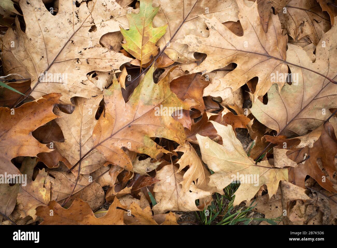 Gefallene Oak Leaves Herbst Eastern United States // EASTERN UNITED STATES — Eine detaillierte Ansicht der braunen Eichenblätter, die sich im Herbst im Osten der USA auf dem Waldboden stapeln. Die gefallenen Eichenblätter bilden eine natürliche Schicht von Blattstreu, die sich zersetzt und Nährstoffe in den Boden zurückgibt. Eichenblätter, erkennbar an ihrer charakteristischen gelappten Form, sind ein häufiger Anblick in den Laubwäldern, die sich über die Ostküste erstrecken. Diese saisonalen Blatttropfen sind Teil des natürlichen Zyklus in gemäßigten Laubwäldern, in denen Bäume ihr Laub abgeben, um sich auf den Winter vorzubereiten. Stockfoto
