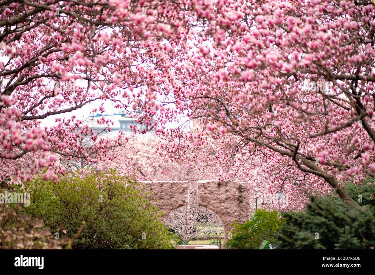 WASHINGTON DC, USA – Ein Granit-Mondtor im Moongate-Garten des Smithsonian steht eingerahmt von blühenden Untertassen-Magnolienbäumen. Das traditionell chinesisch inspirierte Gartenelement bildet einen markanten Kontrast zu den rosafarbenen Frühlingsblüten. Dieses architektonische Merkmal zwischen der Freer- und der Sackler-Galerie zeigt die Mischung asiatischer Designelemente mit saisonaler Flora des Mittelatlantiks. Stockfoto