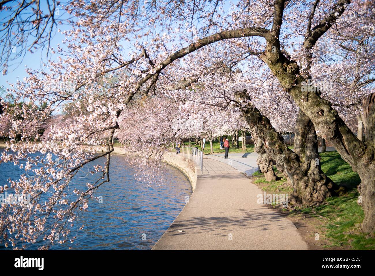 WASHINGTON DC – Kirschbäume blühen entlang des Gehwegs des Tidal Basin und erreichen ihren Höhepunkt am 20. März 2020. Die Bäume, Teil eines japanischen Geschenks im Jahr 1912, wurden aufgrund von Maßnahmen im Bereich der öffentlichen Gesundheit zur Eindämmung der Ausbreitung des neuartigen Coronavirus drastisch reduziert. Stockfoto