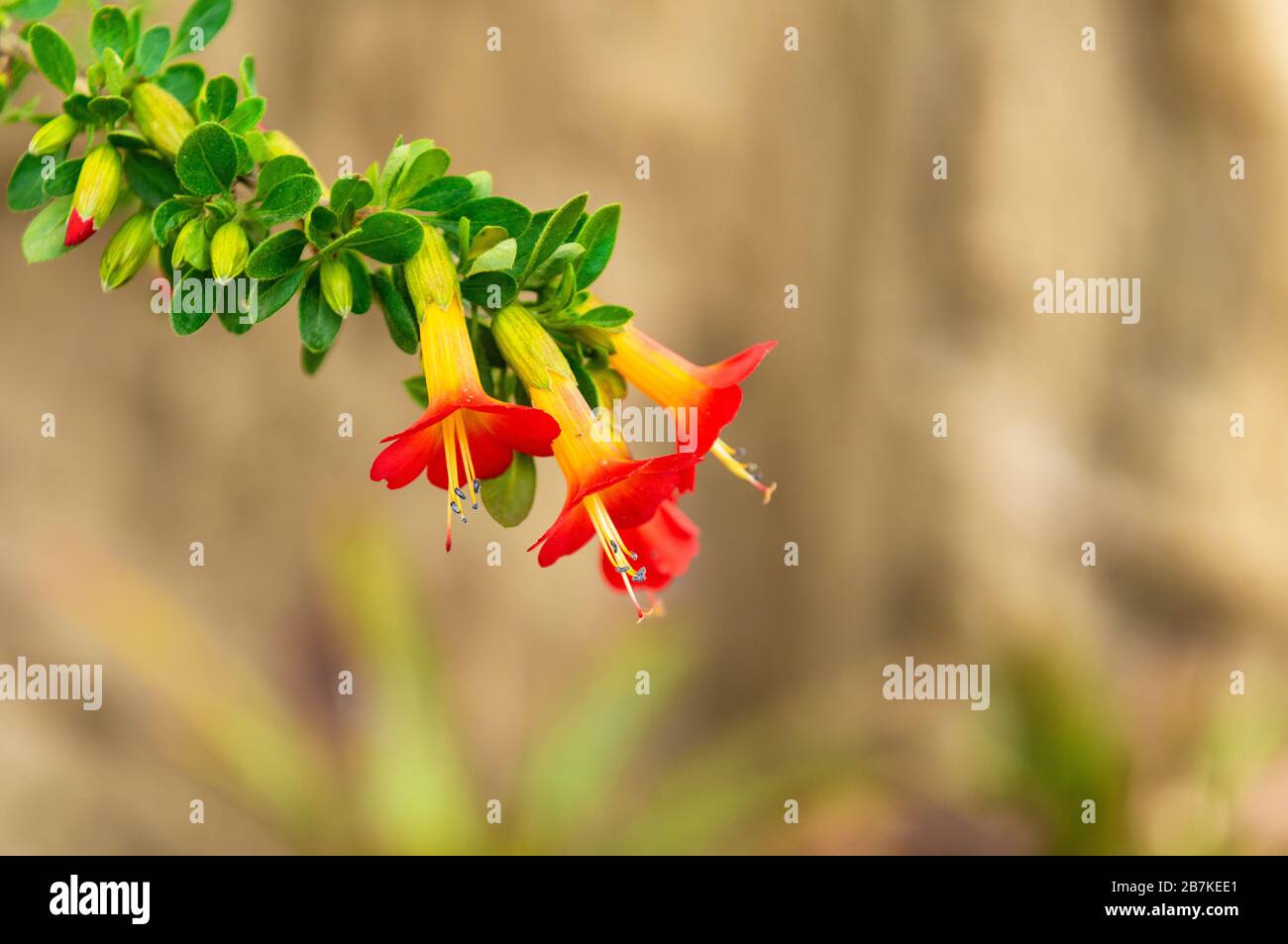 Die dreifarbige (rot, gelb, grün) Cantuta (Cantua buxifolia) ist die Nationalblume Boliviens und kommt in der Anden-Gebirgskette vor. Stockfoto