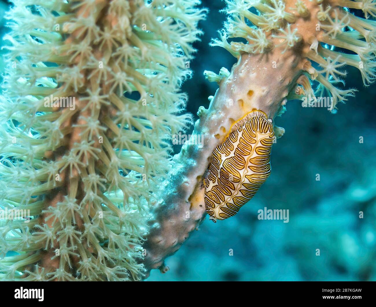 Plexaurella spp Fotos und Bildmaterial in hoher Auflösung Alamy