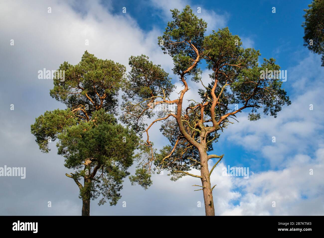 Pinus sylvestris. Die Pinien der Schotten entlang des tweed Tals in der schottischen Grenzlandschaft. Schottland Stockfoto