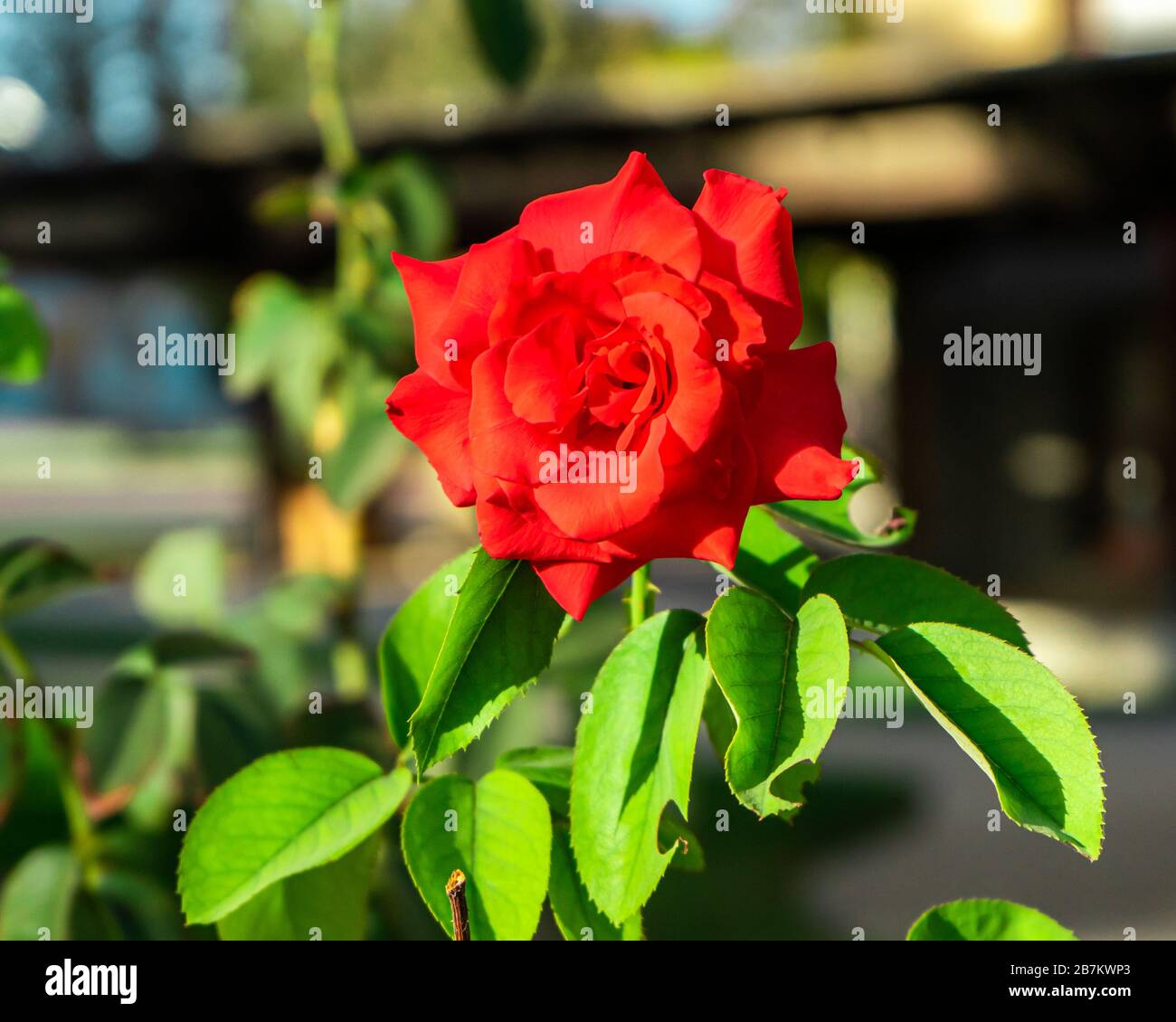 Eine rote rose Stockfoto