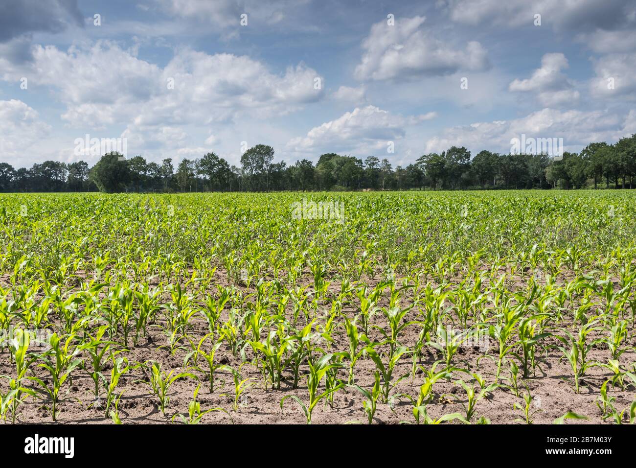 Maisfeld, Jungpflanzen, landwirtschaftliche Landschaft in Niedersachsen, Deutschland Stockfoto