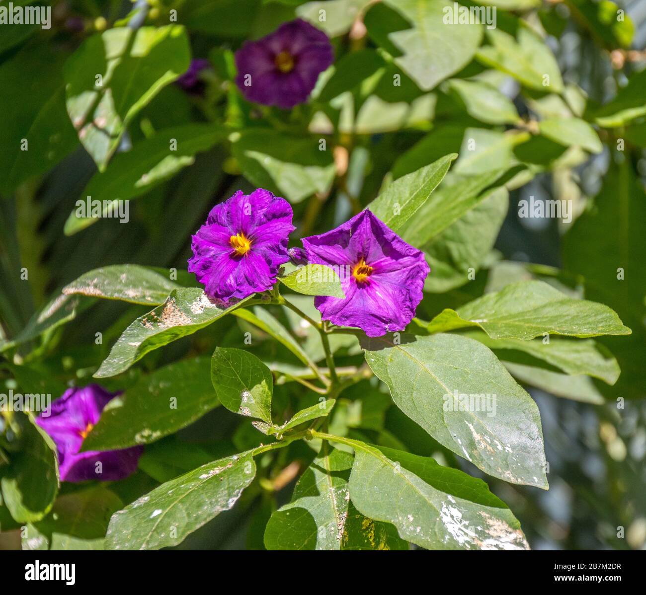 Zwei kleine violette Blumen, isoliert vor einem grünen Hintergrundbild im horizontalen Format Stockfoto