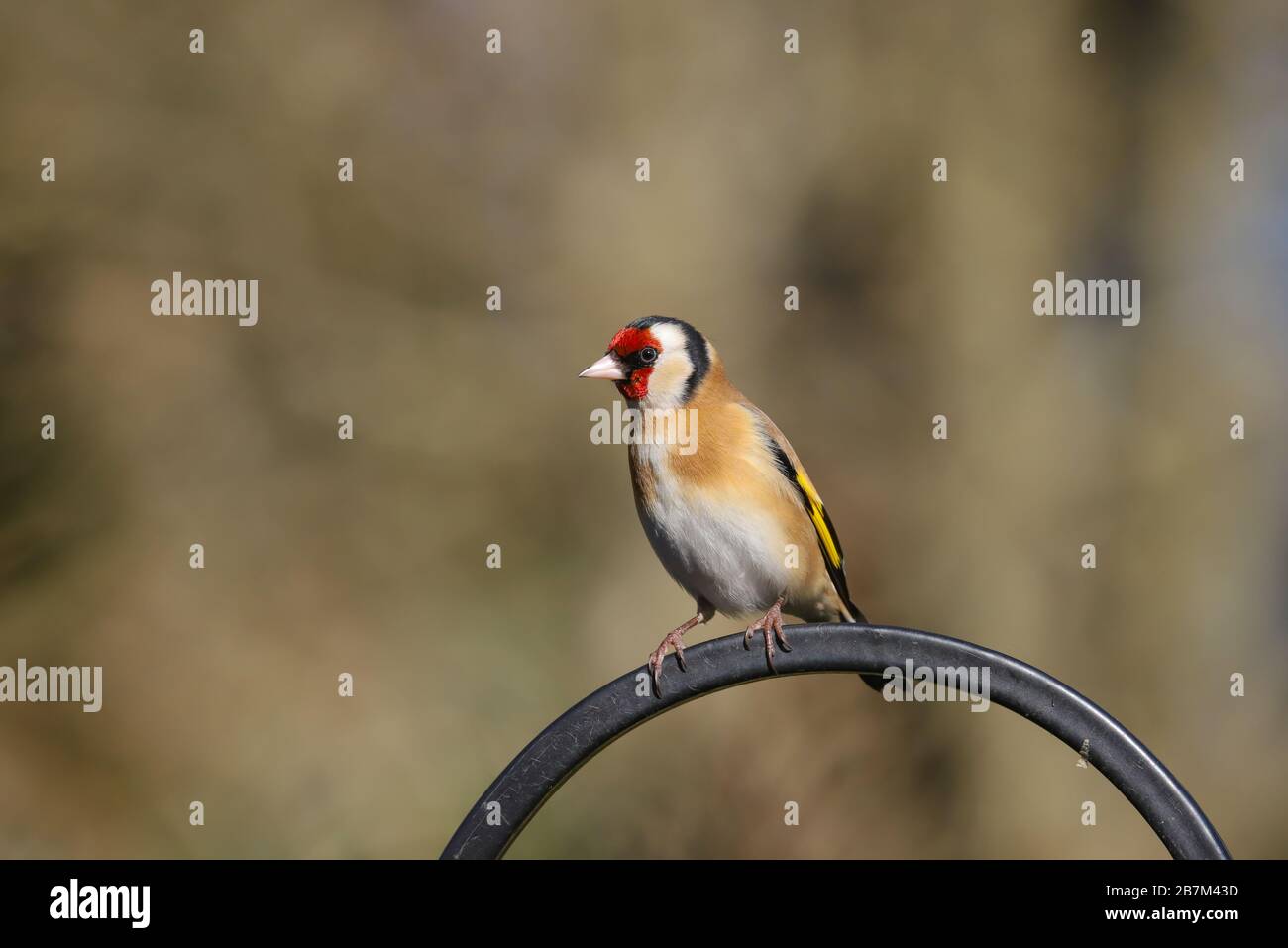Adulter Goldfinch (Carduelis carduelis) Vogel perchiert. Stockfoto