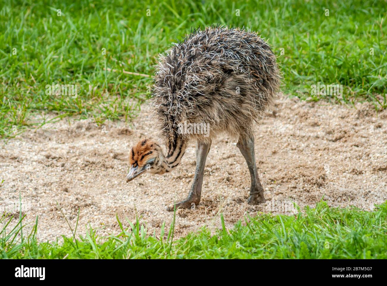 Straußkick-Sandbaden am Straußenhof Striegistal in Sachsen, Deutschland Stockfoto