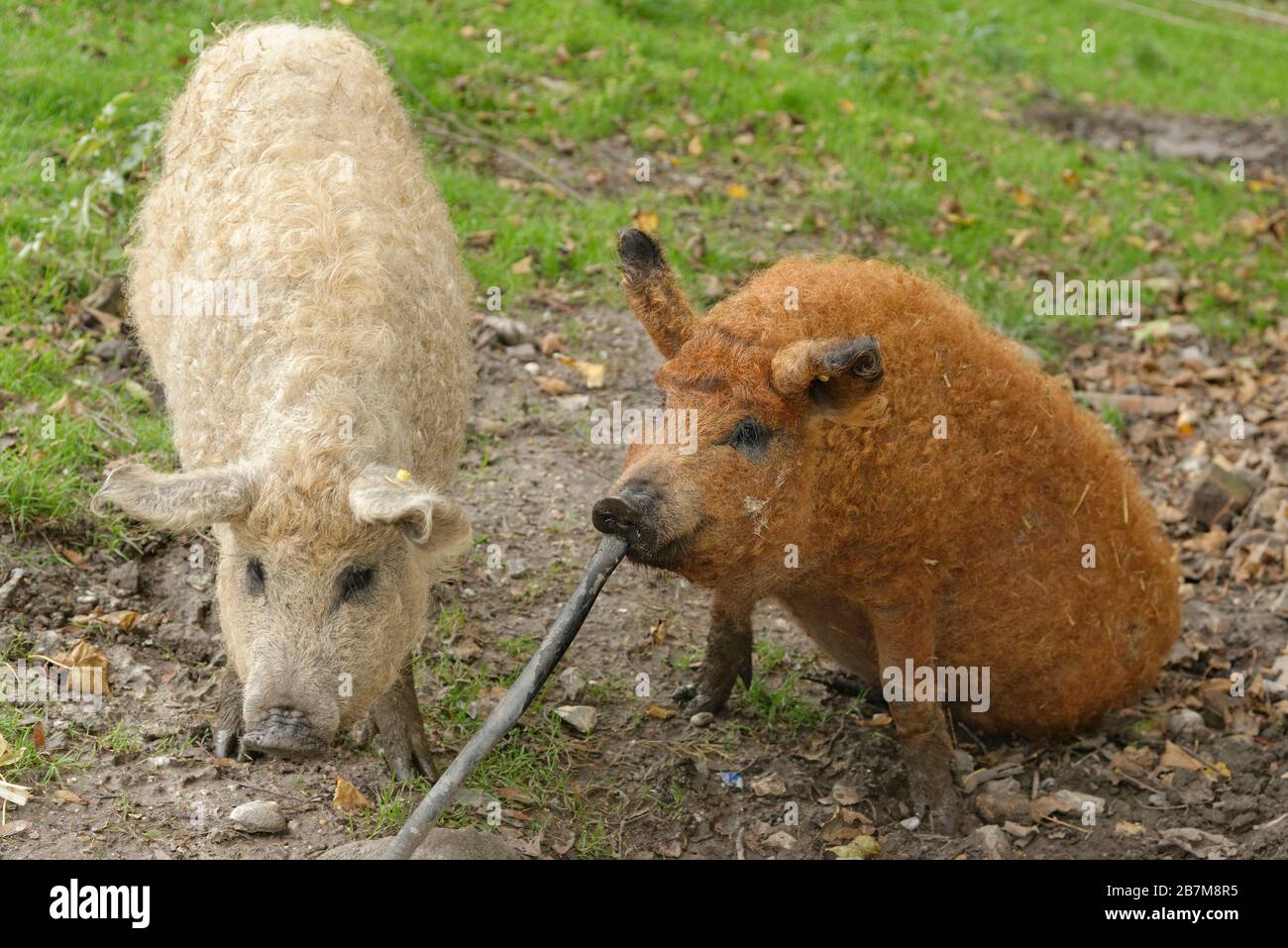 Zwei Mangalica-/Woolly-Schweine (Sus scrofa domestica), eine ungarische Rasse, die in einem schlammigen Freilandstift fortet, wobei eine mit einem Stock spielt, Dorset, Großbritannien, Stockfoto