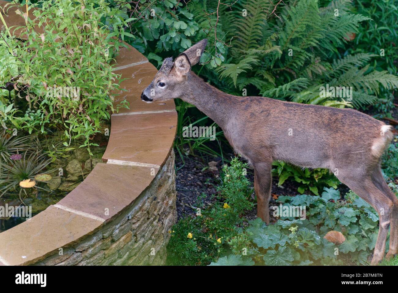 Junger Roe Deer (Capreolus Capreolus) Buck, der sich einem Gartenteich nähert, um zu trinken, Wiltshire Garden, Großbritannien, Oktober. Stockfoto