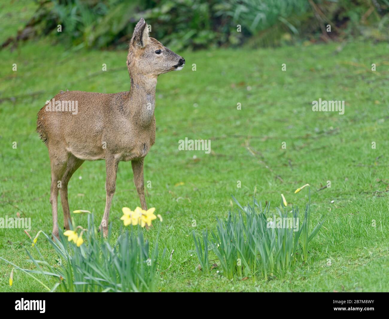 Alert Roe Deer (Capreolus Capreolus) Doe, die auf einem Rasen in der Nähe von blühenden Daffodils, Wiltshire Garden, Großbritannien, Februar steht. Stockfoto