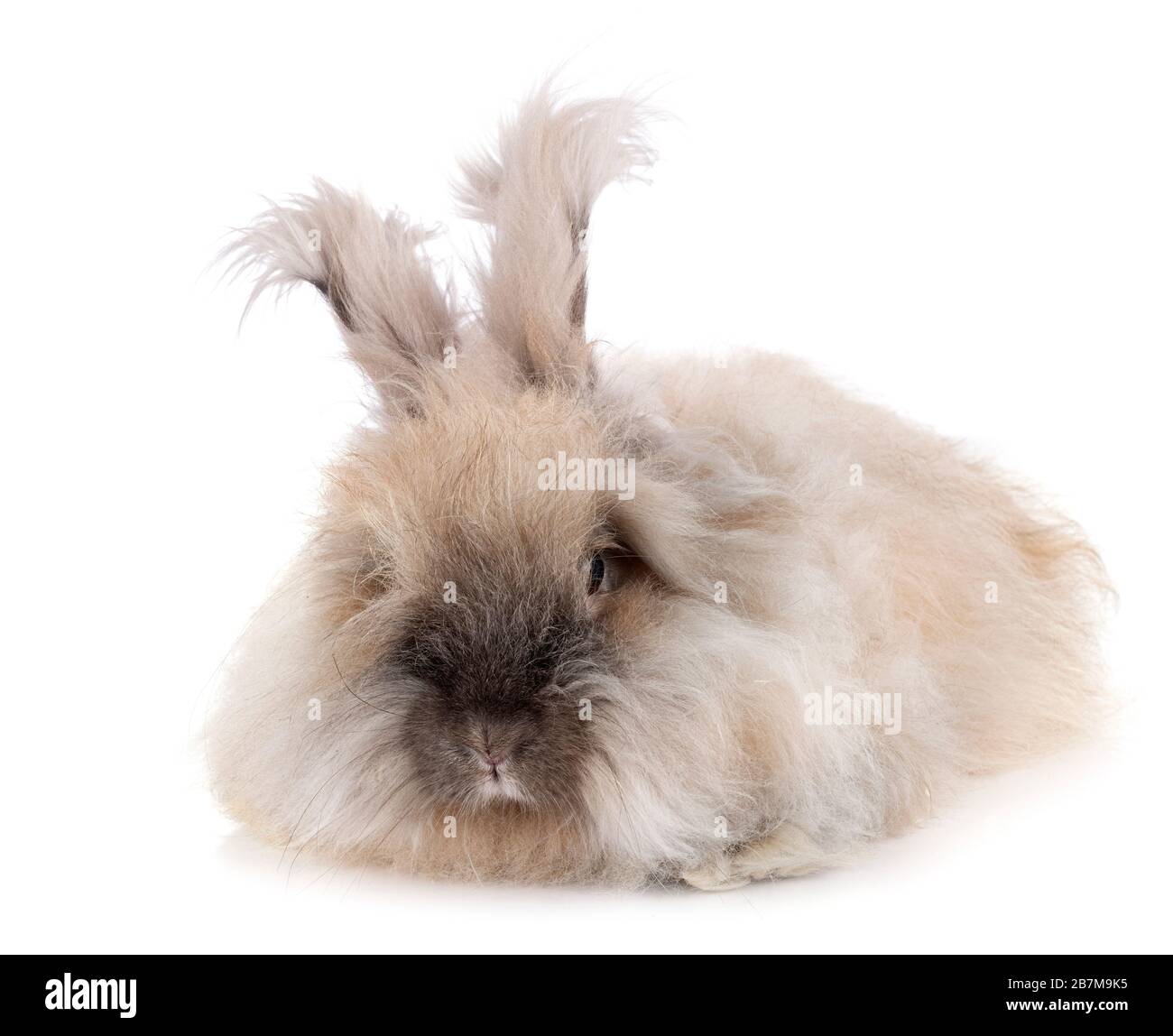 Angora vor weißem Hintergrund Stockfoto