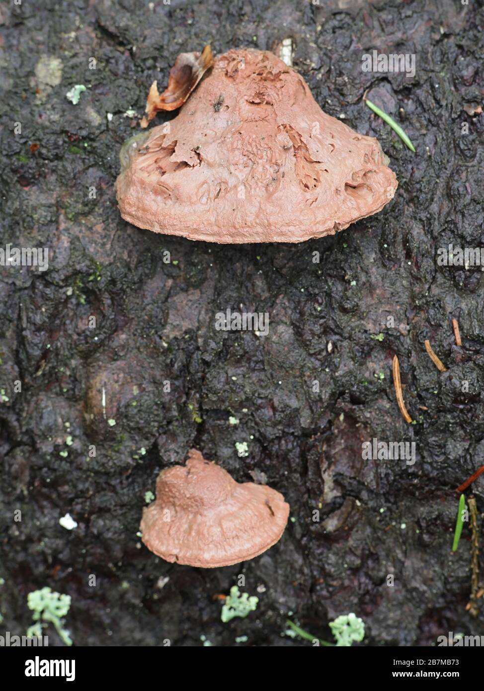 Hapalopilus rutilans, bekannt als Tender Nesting Polypore oder Cinnamon Bracket, Wildpilz aus Finnland Stockfoto