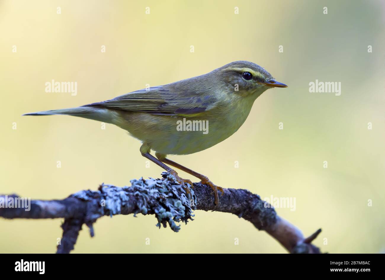 Weidenwarbler (Phylloscopus trochilus) thront auf dichtem bedecktem Fleckenzweig in gelben Hintergrundfarben Stockfoto