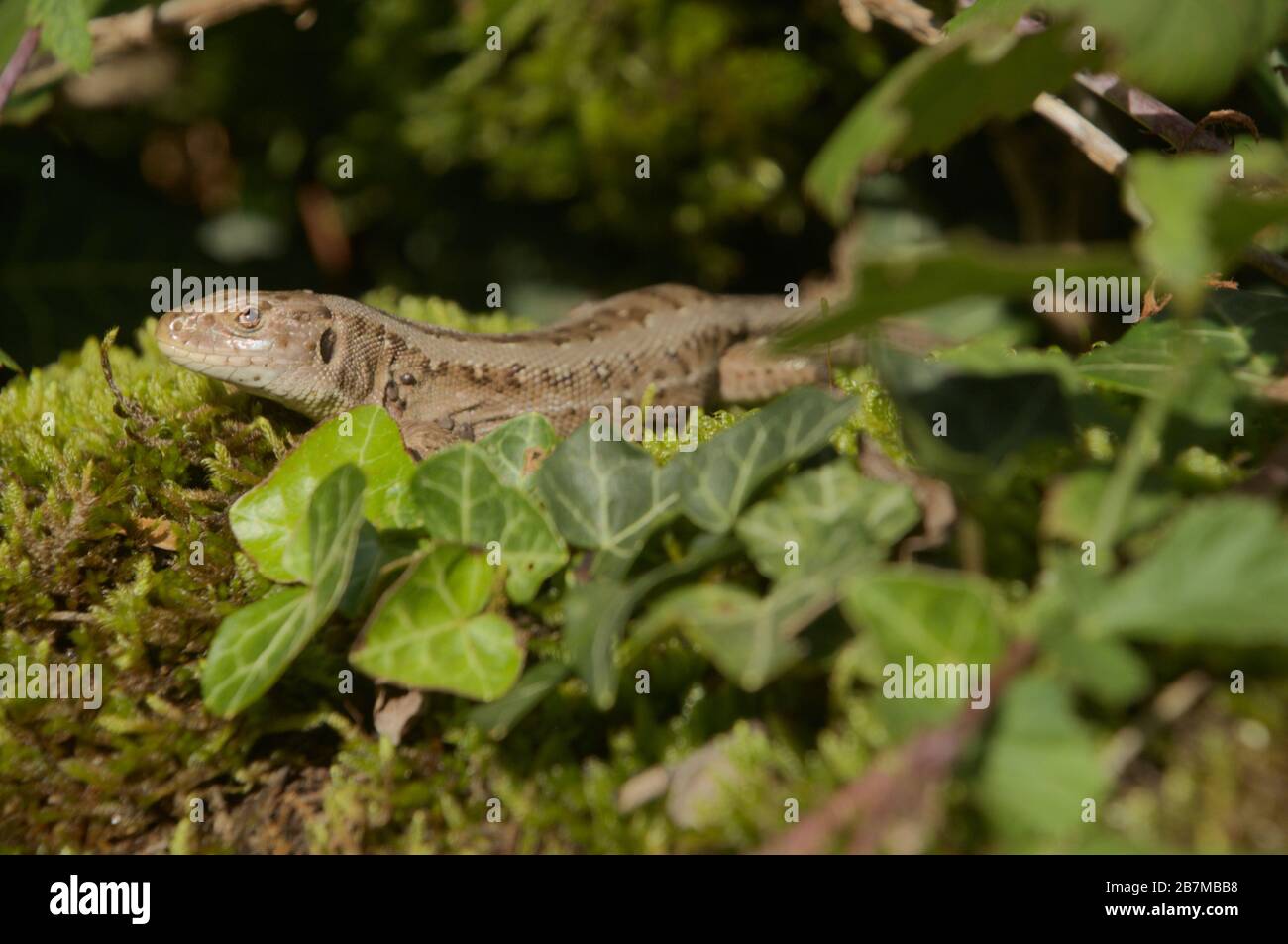 Die Sandeidechse (Lacerta agilis), die sich an der Wand sonnt, das Schweizer Alpendorf Berschis Stockfoto