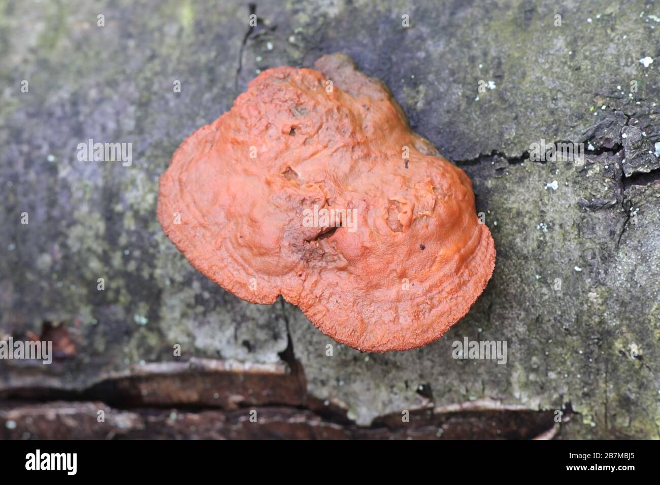 Trametes cinnabarina, bekannt als Cinnabar Bracket oder Northern Cinnabar Polypore, Wildpilz aus Finnland Stockfoto