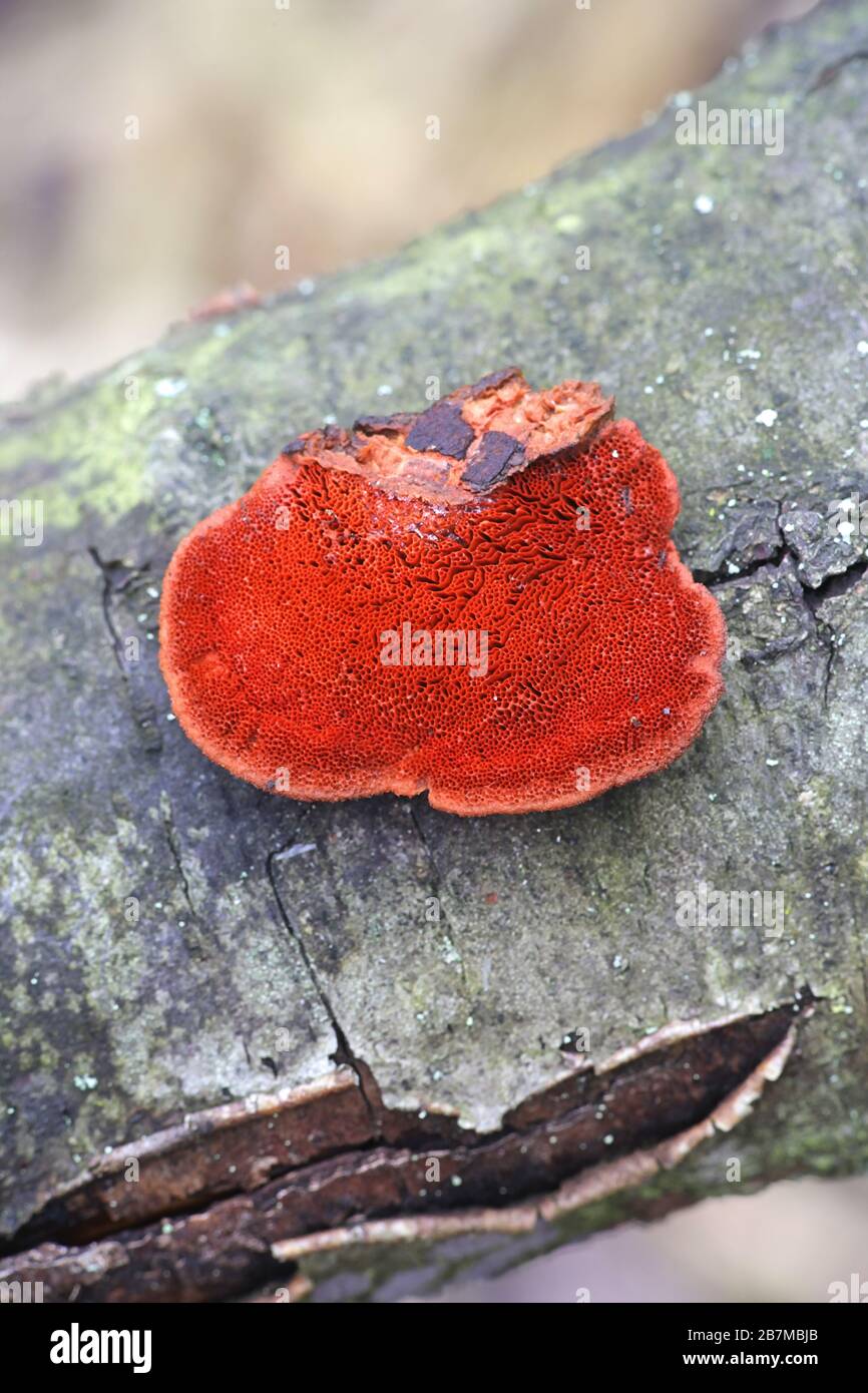 Trametes cinnabarina, bekannt als Cinnabar Bracket oder Northern Cinnabar Polypore, Wildpilz aus Finnland Stockfoto