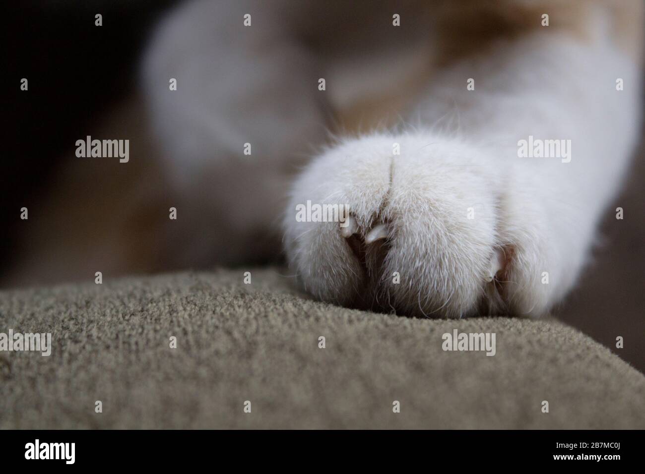 Nahaufnahme der linken Vorderpfote einer Katze mit leicht sichtbaren Nägeln auf der Oberfläche eines braunen, textilen Sofas. Stockfoto