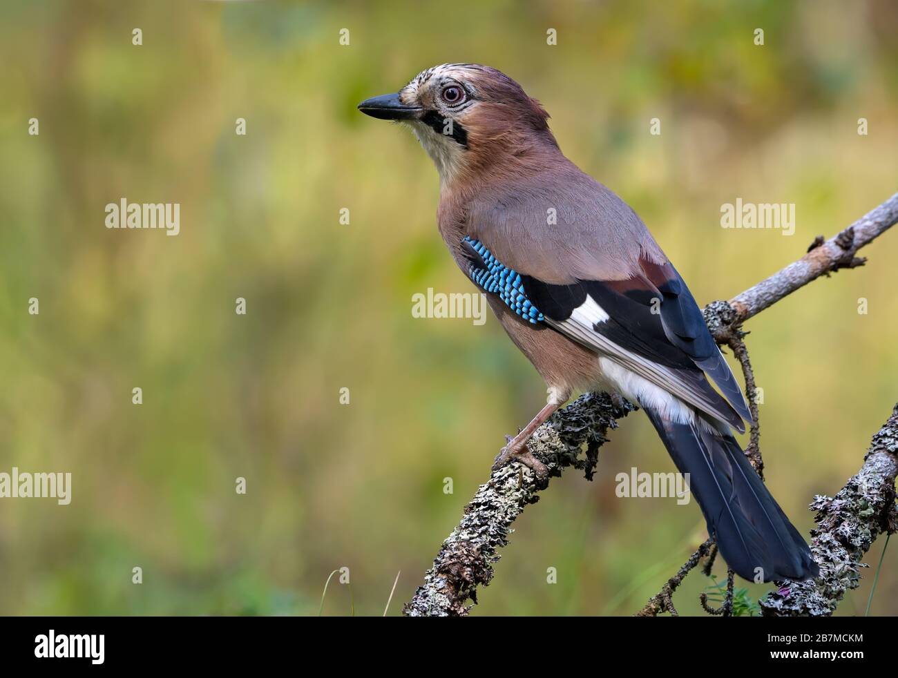 Neugieriger eurasischer Jay (Garrulus glandarius) wendet sich im Herbstwald auf einen Flechten- und Mossenstumpf zurück Stockfoto