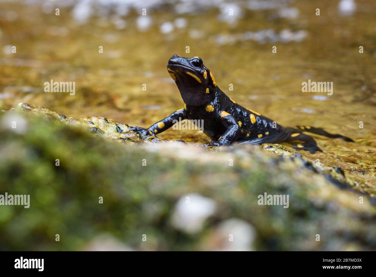 Porträt des Feuersalamanders in Flusswasser natürliche Umgebung. Kleine orangefarbene schwarze amphibische Echse in Nahaufnahme des natürlichen Lebensraums. Vrh Stockfoto
