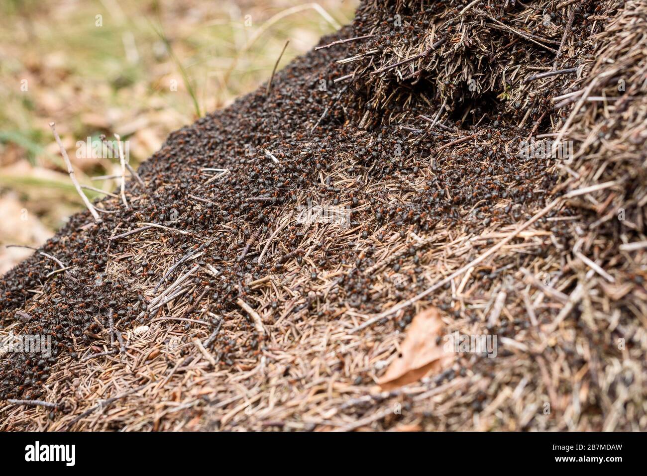 Große Milde mit Ameisenkolonie in Waldwäldern. Große Kolonie von roten und schwarzen Ameisen und riesigem Ameisennest aus Fichten oder Kiefern im Wald von Slowenien. Stockfoto