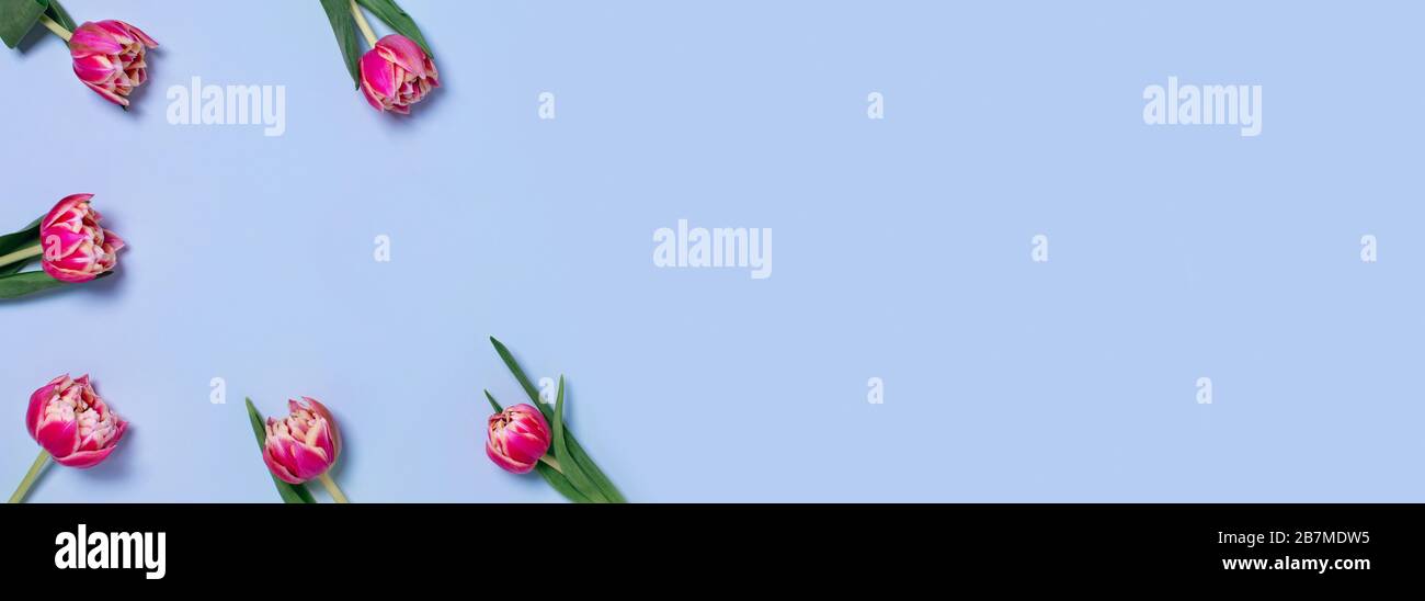 Webbanner mit Tulpen auf blauem Hintergrund und Platz für Ihren Text. Stockfoto