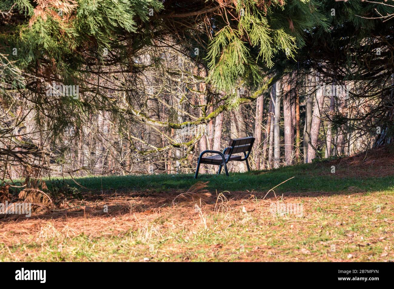 Braune Holzbank unter einem großen Baum auf dem grünen Gras Stockfoto