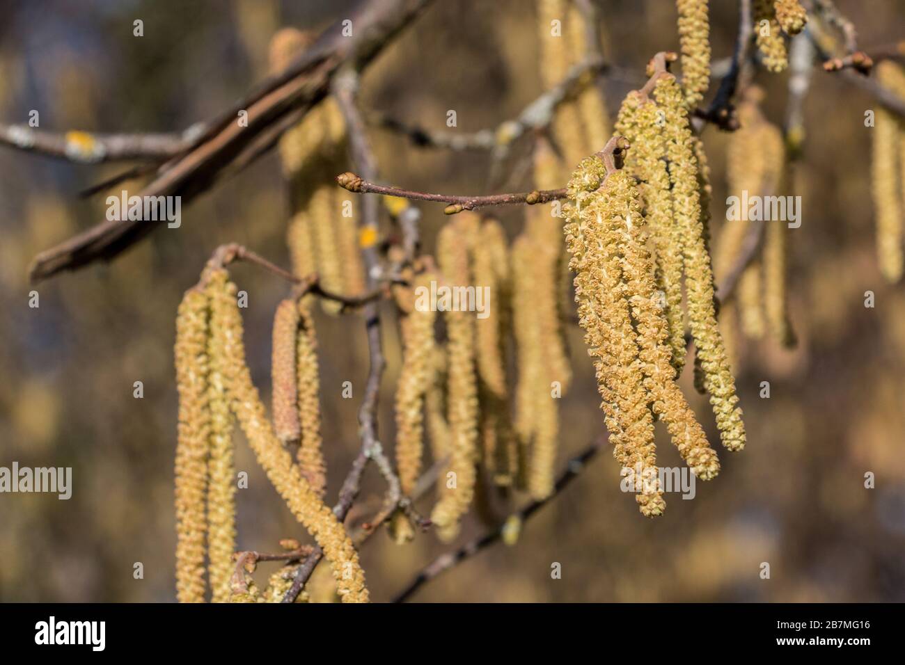 Haselnussbaum mit viel großen gelben Haselnusspollen Stockfoto