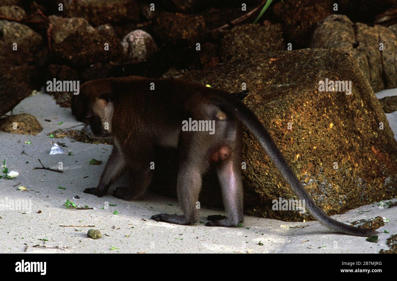 Krabbenfresser oder langschwänziger Makaque, Macaca fascicularis Stockfoto