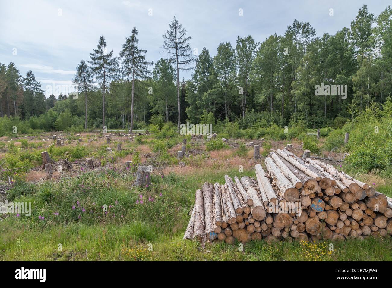 Kleiner Holzstapel im Räumungsgebiet Stockfoto