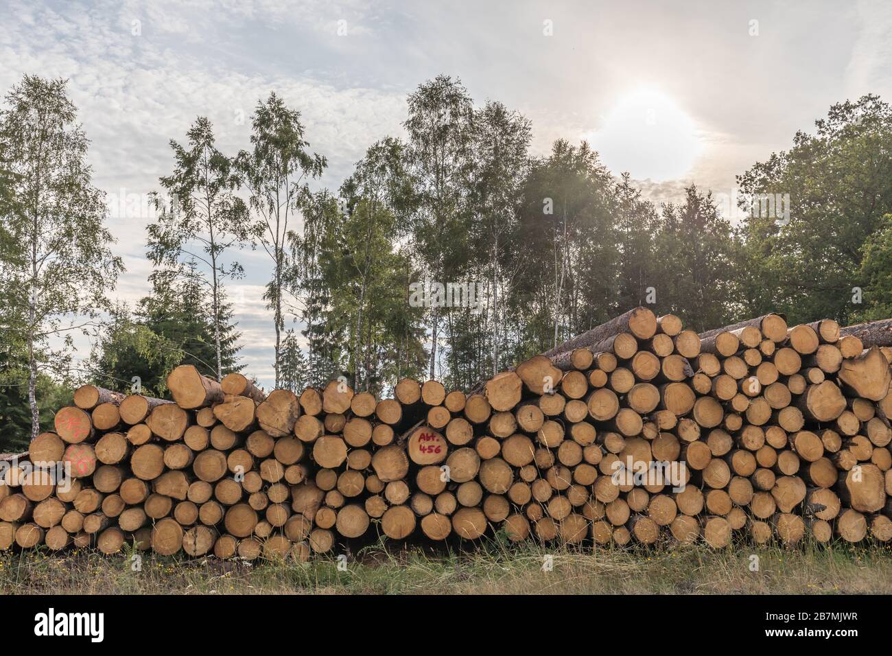 Sonne hinter Bäumen und Holzhaufen Stockfoto