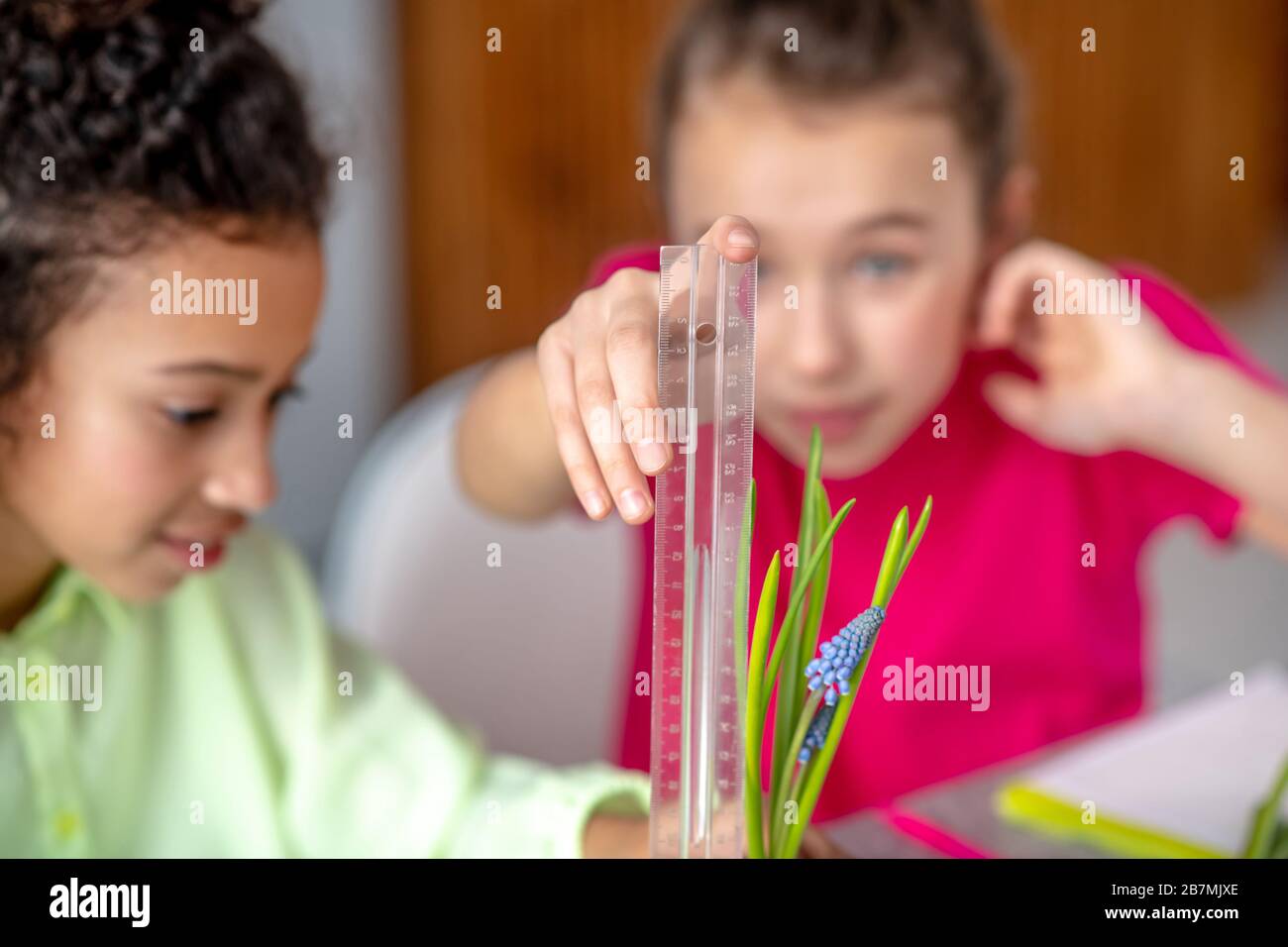 Mädchen messen die Höhe einer blühenden Pflanze mit einem Lineal. Stockfoto