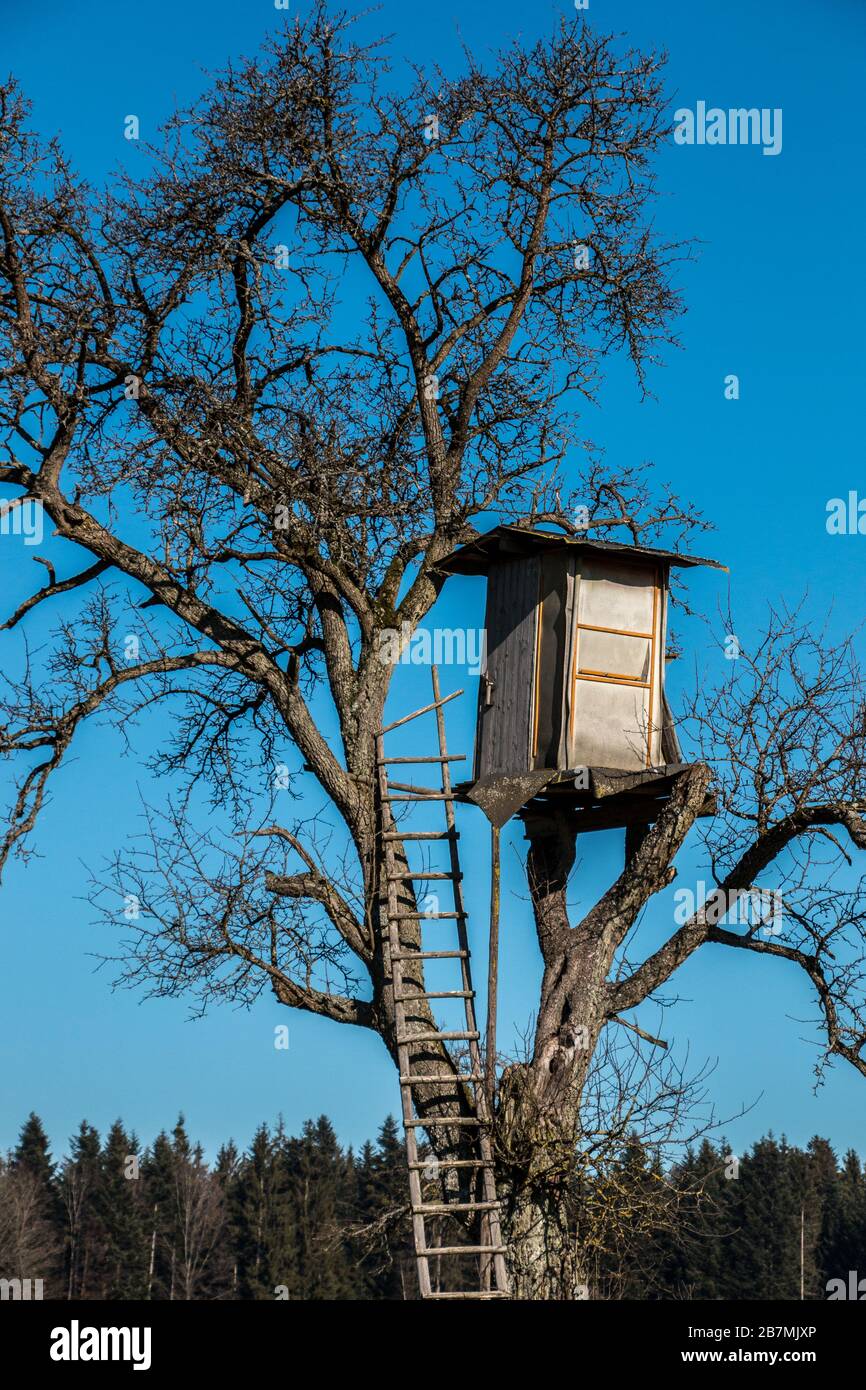 Wackelig erhabene verstecken sich oben auf einem hohen Baum Stockfoto