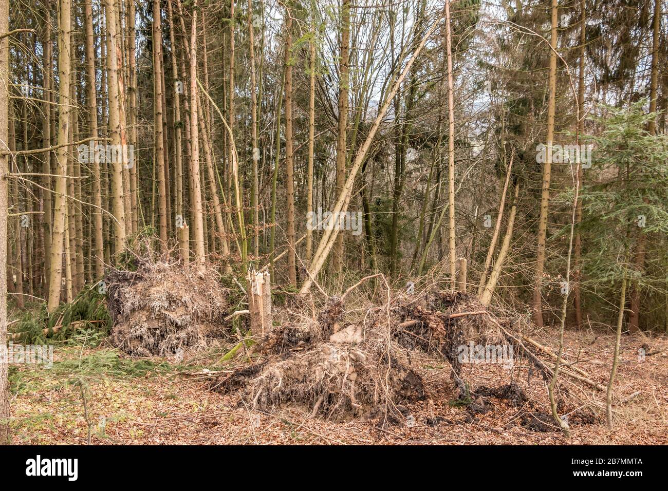 Zerbrochene Bäume nach einem großen Sturm mit großen Sturzfluten Stockfoto