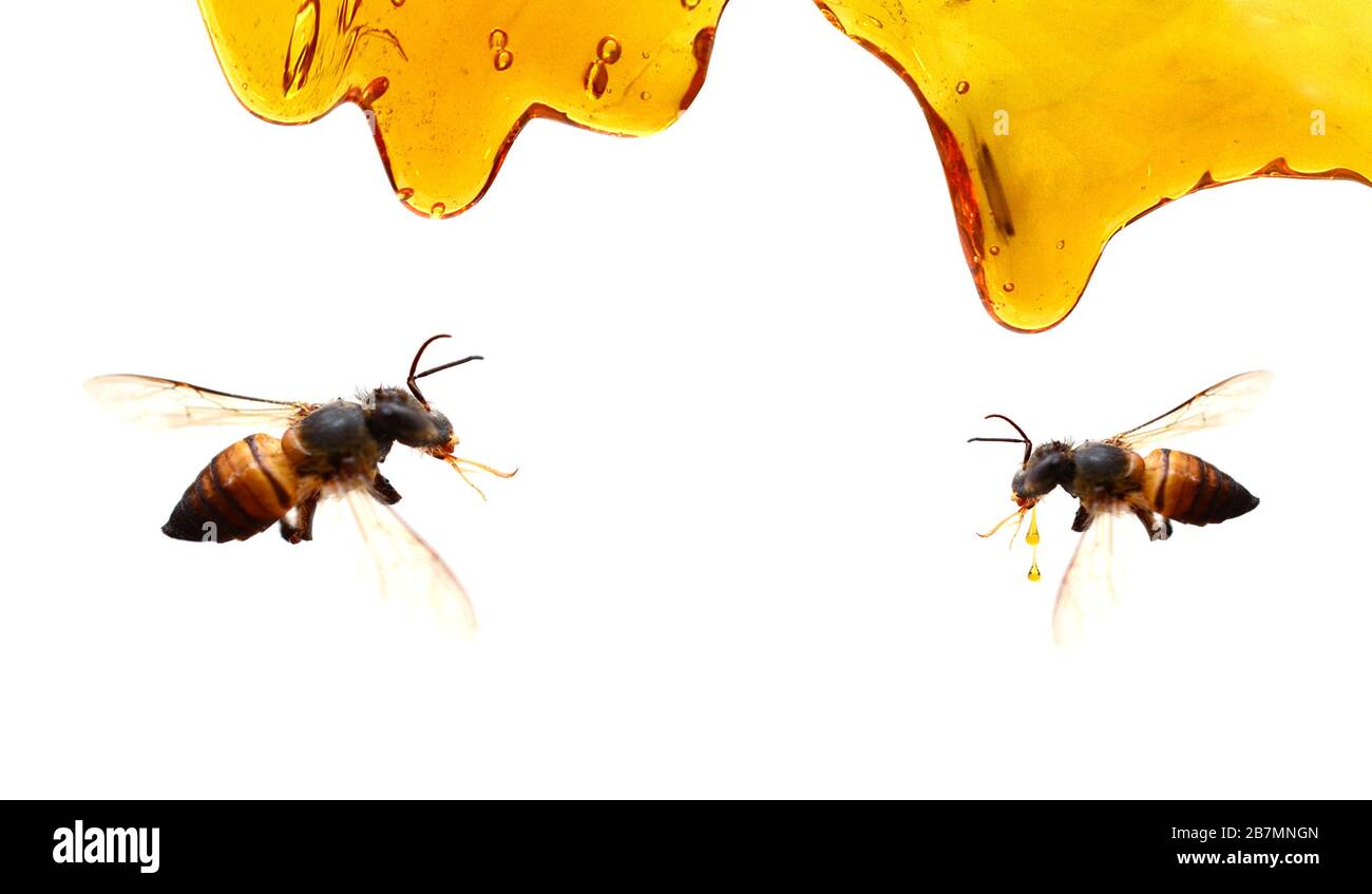 Honig Hintergrund mit Biene, Wachs Stockfoto