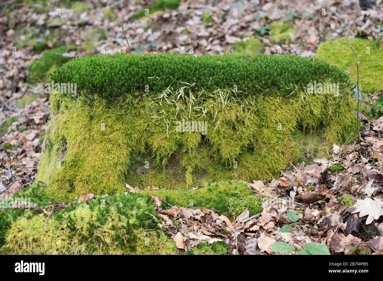 Moss-bedeckter Felsbrocken in einem Quercus petraea - Betula pubescens - Dicranum majus Woodland, National Vegetation Code NVC W17, Peak District National Park Stockfoto