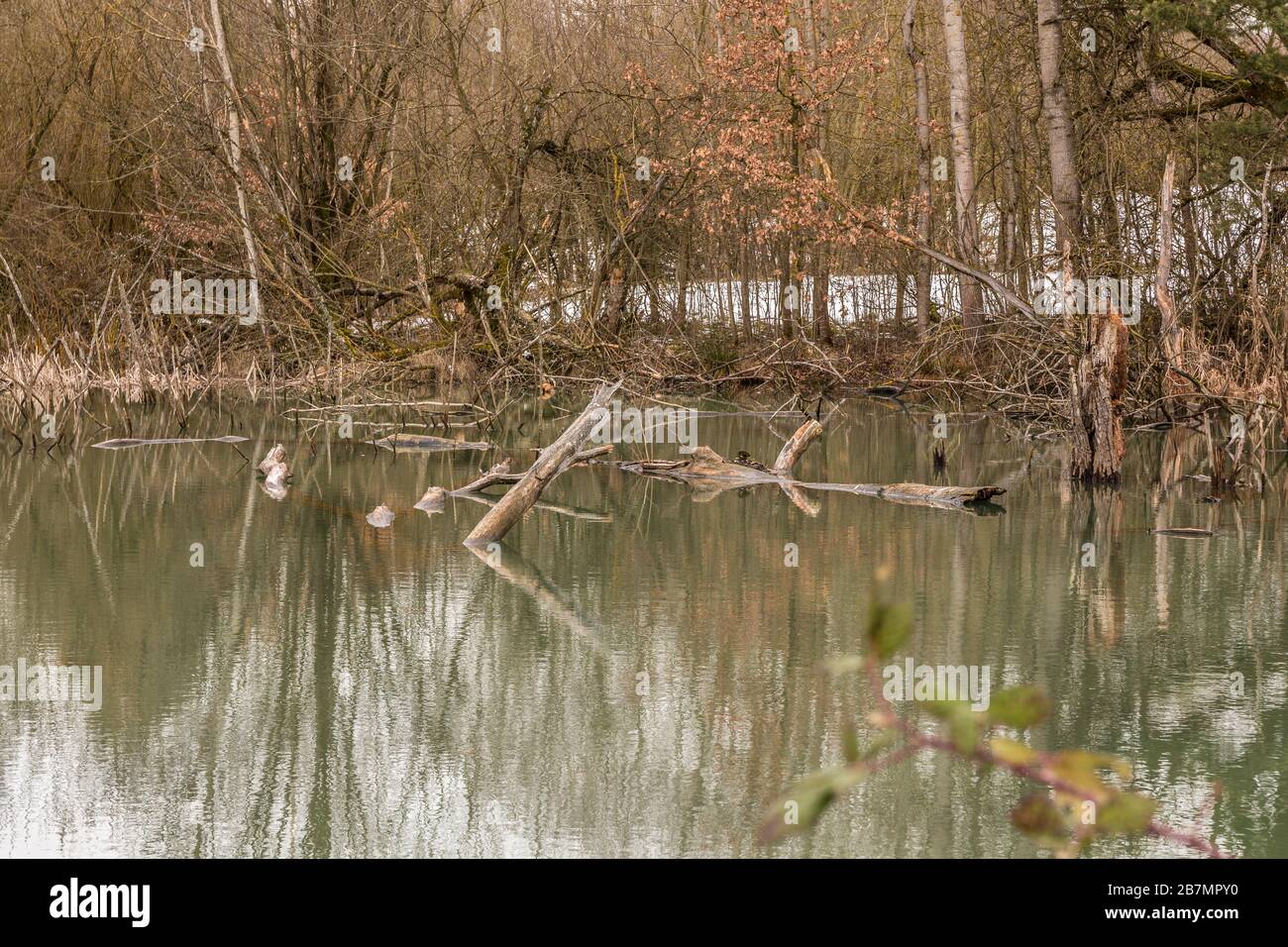 Wenig Wampland mit stagnierendem Wasser und durchbrochenen Bäumen Stockfoto