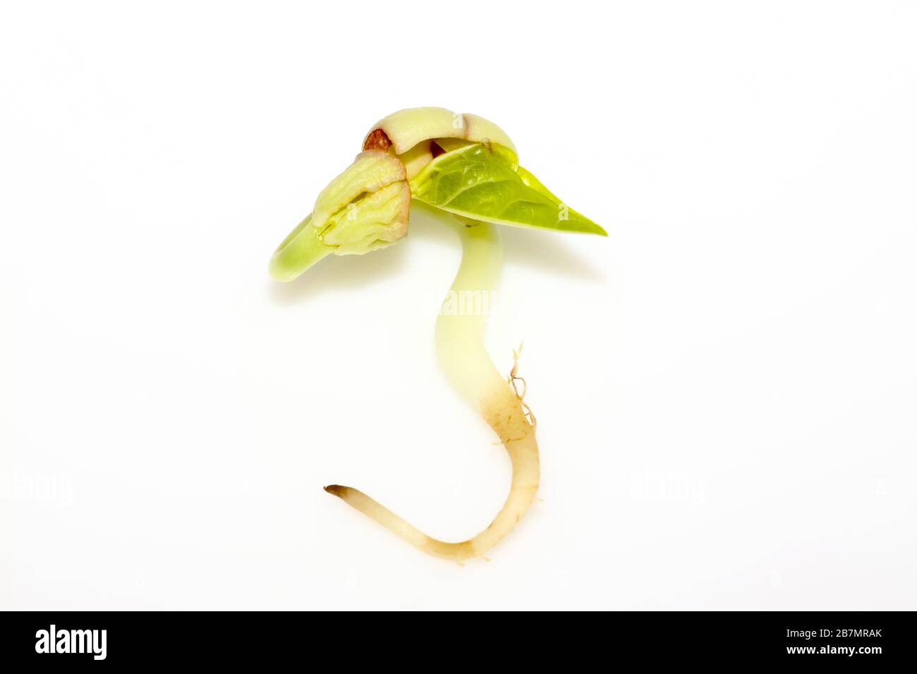 Nahaufnahme von Sprossen im weißen Hintergrund. Stockfoto