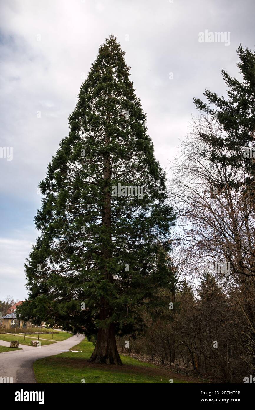 Riesiger Mammutbaum mitten im Park Stockfoto