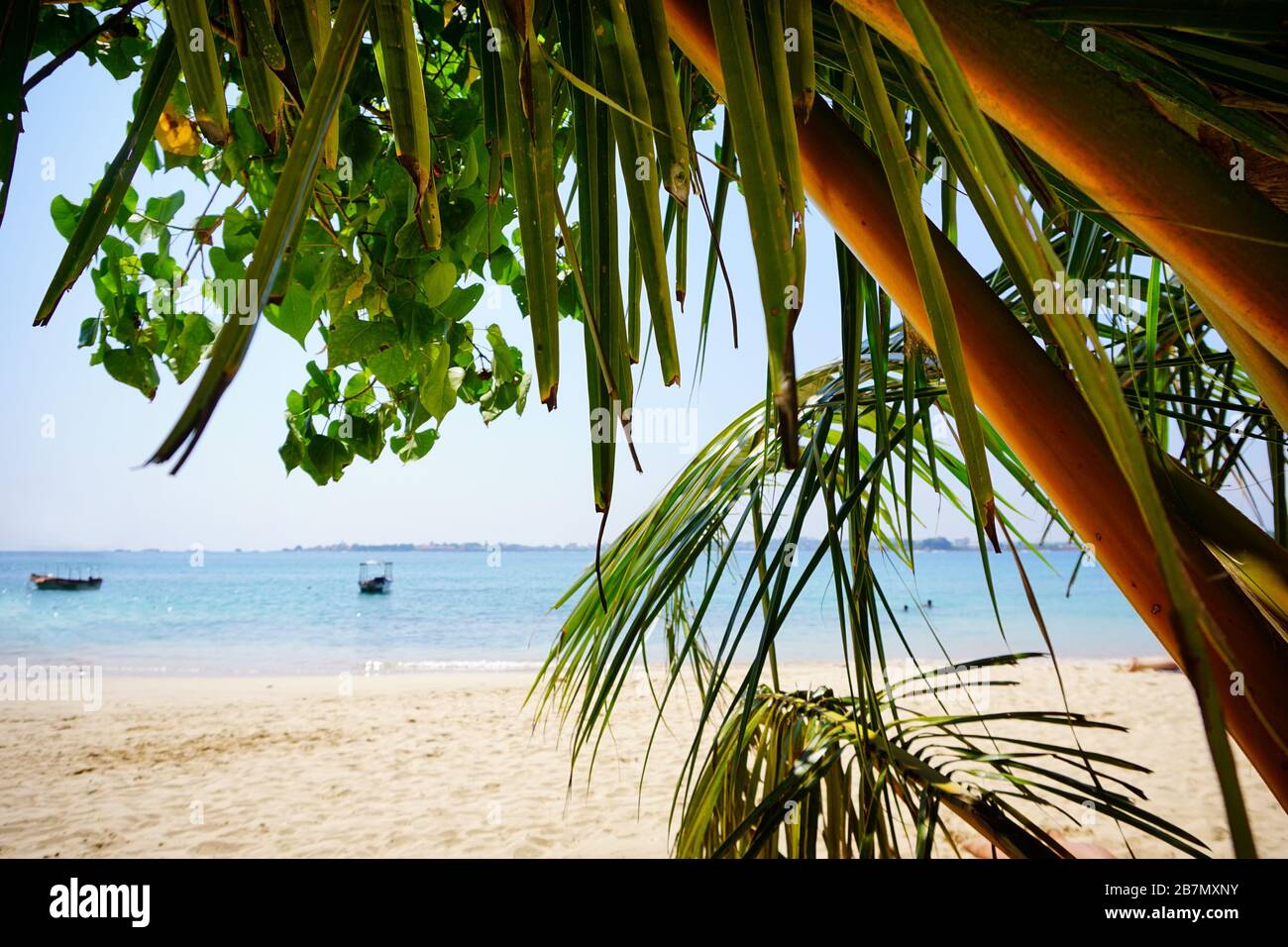 Palm verlässt den Hintergrund der Lagune im Indischen Ozean auf der tropischen Insel Sri Lanka (Unawatuna-Dschungel-Strand) Stockfoto