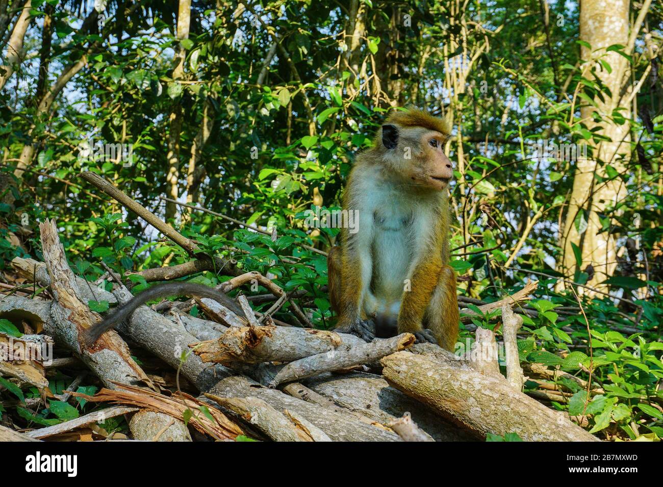 Ein junger Affe (Makaque) inmitten des grünen tropischen Regenwaldes von Sri Lanka. Der wahre Besitzer des Waldes in Asien. Stockfoto