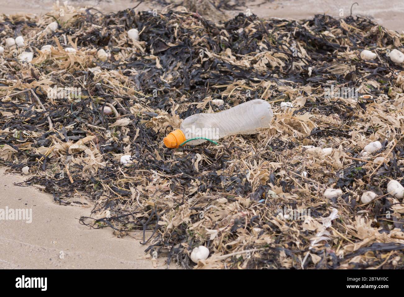 Plastiktrinkflasche umgeben von totem Algen und Muscheln am Strand ein Beispiel für die vielen Müllstücke im Meer Stockfoto