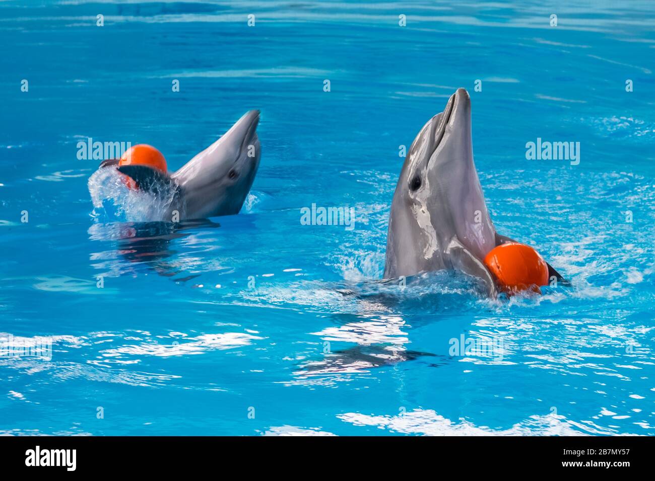 Zwei Delfine spielen mit einem orangefarbenen Ball im Pool. Verschwommener Hintergrund. Stockfoto