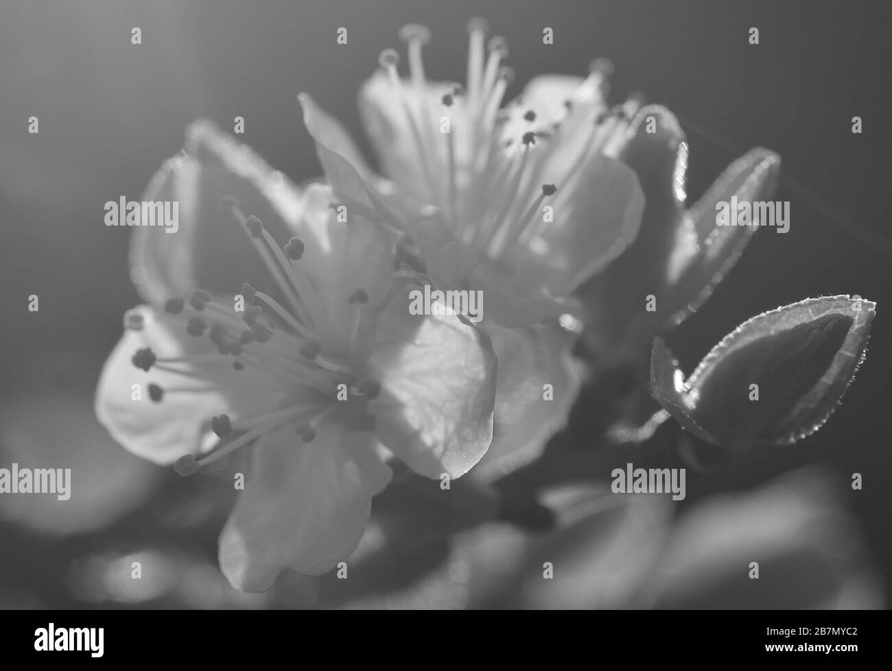 Nahaufnahme der schönen Pflaumenblüten in voller Pracht mit monochromem Effekt Stockfoto
