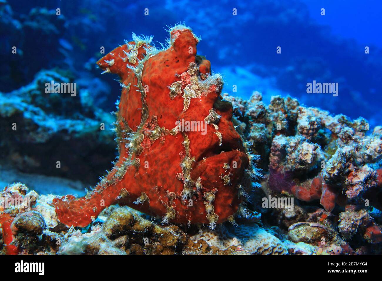 Riesenfrogfisch (Antenarius commerson) unter Wasser im tropischen Riff der Malediven Stockfoto