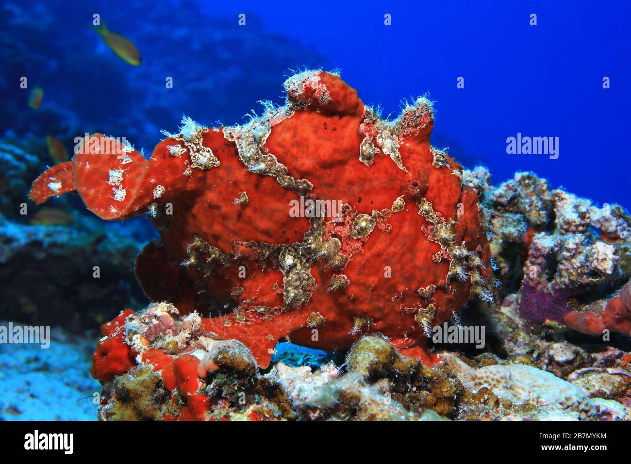 Riesenfrogfisch (Antenarius commerson) unter Wasser im tropischen Riff des Indischen Ozeans Stockfoto