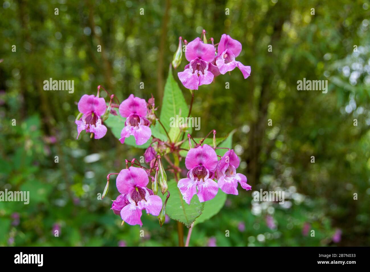 Rosafarbene Blumen des Himalaya-Balsam, eine schöne, aber invasive, nicht heimische Art im englischen Wald Stockfoto