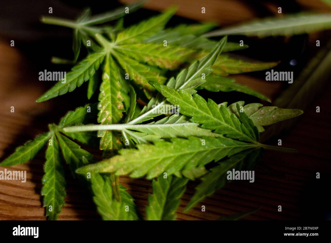 Grüne Blätter einer Marihuana-Pflanze, entsorgt auf einem braunen Holztisch Stockfoto