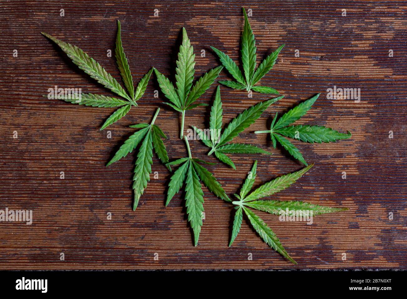 Zusammensetzung der grünen Blätter einer Marihuana-Pflanze, mit Holz, Braun und rustikalem Hintergrund. Stockfoto
